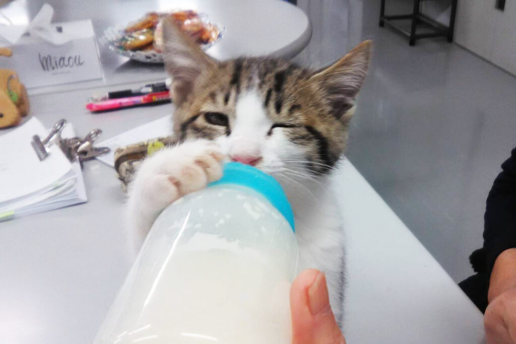 ラッキー　ミルク飲み
